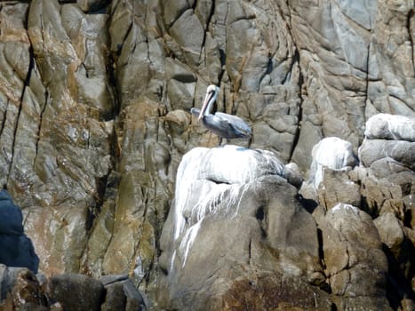 American pelican drying its wings on a rock off the coast of Huatulco, Mexico