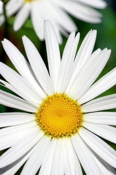 Beautiful and simple daisy flower, perfect floral background, vertical.