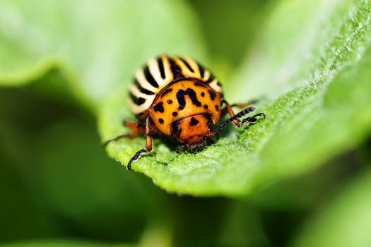 Cute but damaging Colorado potato beetle feeding on the plant's leaves, an agricultural pest.