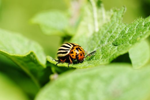 Cute but damaging Colorado potato beetle feeding on the plant's leaves, an agricultural pest.