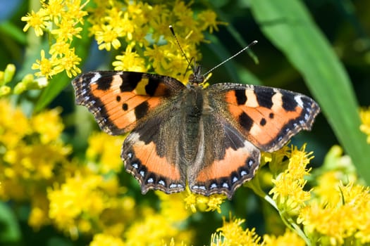 Beutiful butterfly on yellow flowers