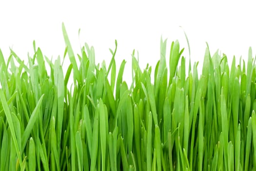 Fresh green grass on white isolated background