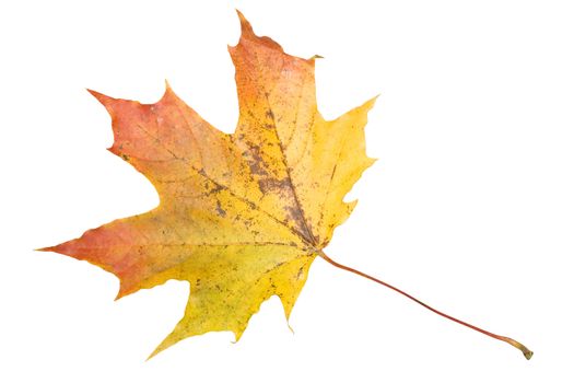 Maple leaf isolated on white background