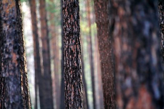 species of pine forest, blurred background, can provide texture