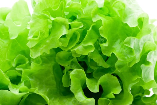 Fresh green Lettuce salad on white background
