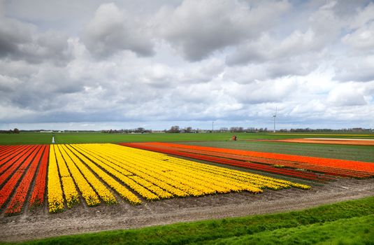 fields with colorful tulips in North Holland