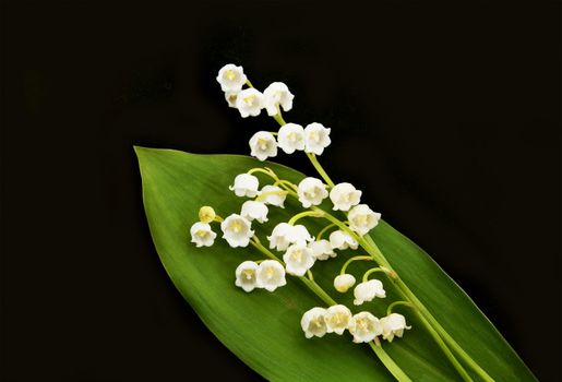  Lily of the Valley-Convallaria majalis is a woodland flowering plant