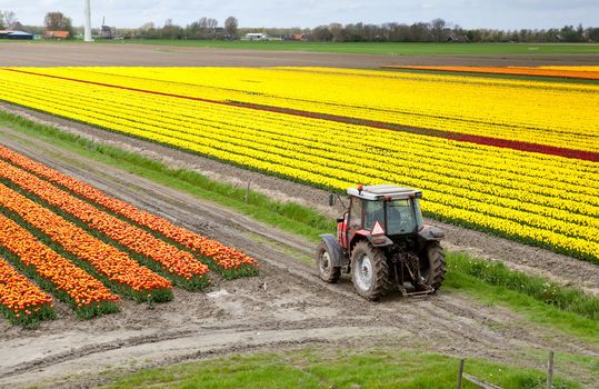 olc tractor on the Dutch tulip fields