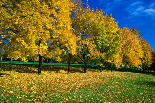 maple trees in Kolomenskoye park, Moscow