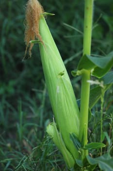 Growing corn on plant