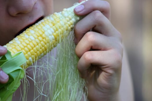 Young boy eating sweet corn freshly picked.