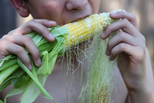 Young boy eating sweet corn freshly picked.