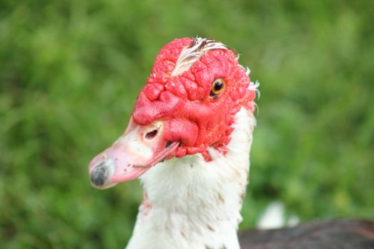 Closeup of a young male Muscovy duck.