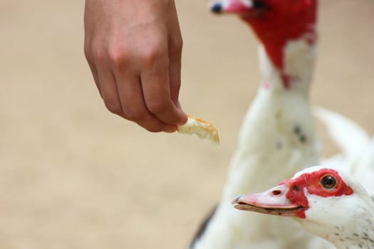A hand holding bread while a Muscovy duck reaches in the eat it.