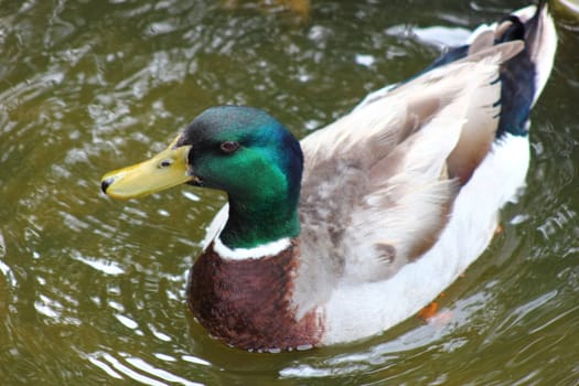 Mallard duck swimming in water.