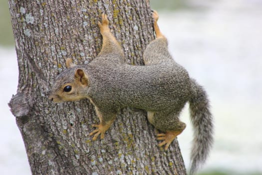 Eastern fox squirrel hiding on a tree branch.