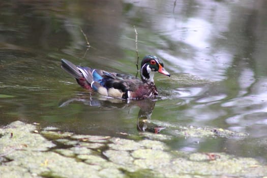 Wood duck swimming in a pond.
