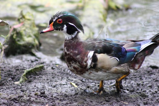 Wood duck walking on muddy ground.