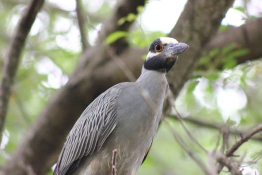 Closeup of a yellow crowned night heron sitting on a branch.