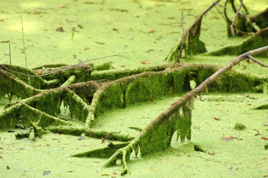 Swamp land with alga hanging from sunken tree branches.