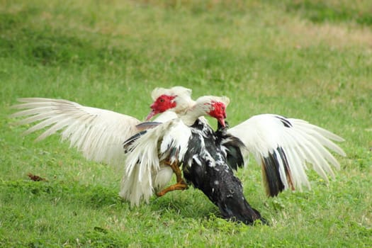 Two Muscovy ducks fighting