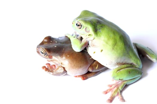 Two white's dumpy tree frogs
