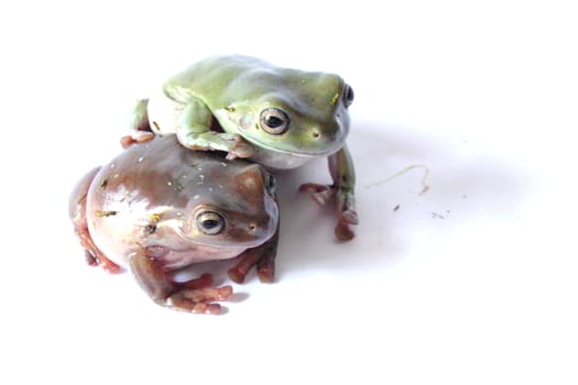 Isolated australian white's dumpy tree frogs.