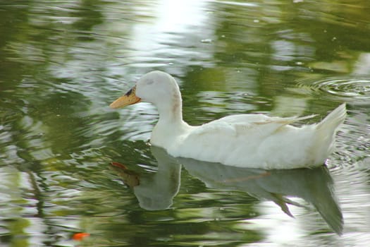 Duck sleeping while floating on water.