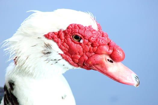 Isolated closeup of a Muscovy duck.