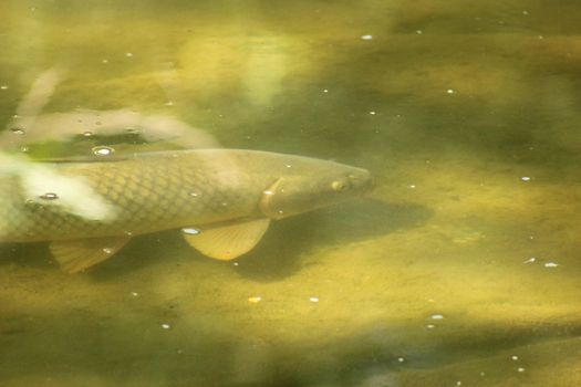 Carp swimming in a shallow pond.