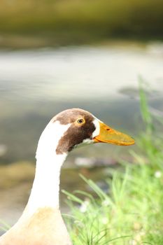 Closeup of a runner duck