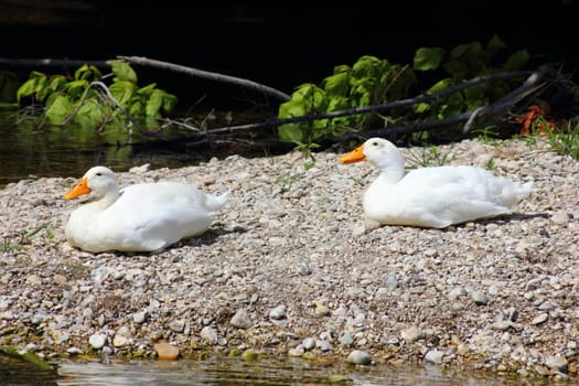 Two white Pekin ducks sleeping on a rocky shoreline.