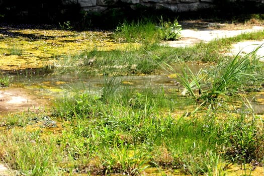 A marshland that was made by a drying up creek bed.