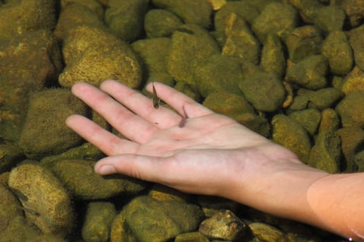 A small minnow swimming in the hand of a white hand.