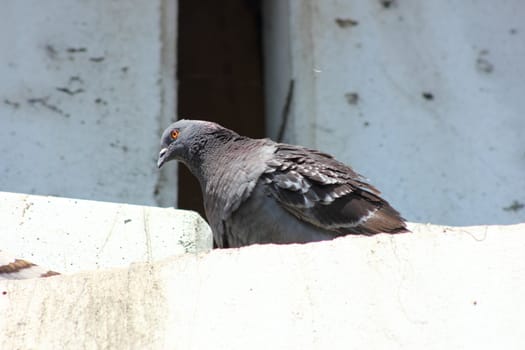 Rock pigeon sitting on the ledge of a bridge.