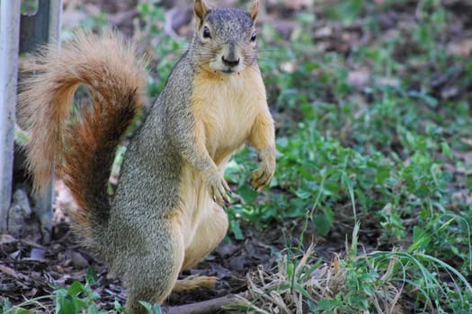Eastern Fox squirrel sitting up on two legs looking at the camera.