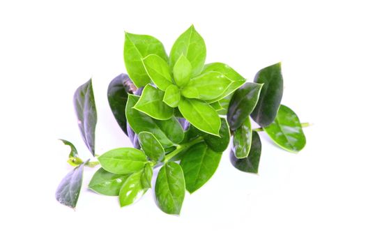 Isolated holly bush foliage with new and old growth.