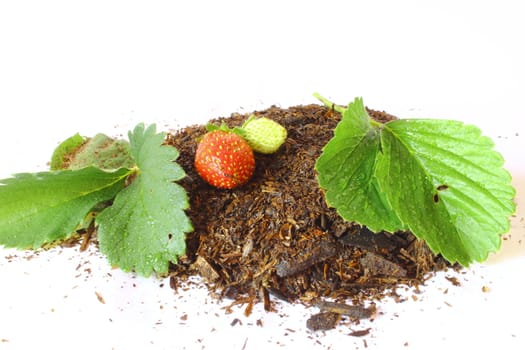 Isolated strawberry leaves and fruit laying on a pile of dirt.