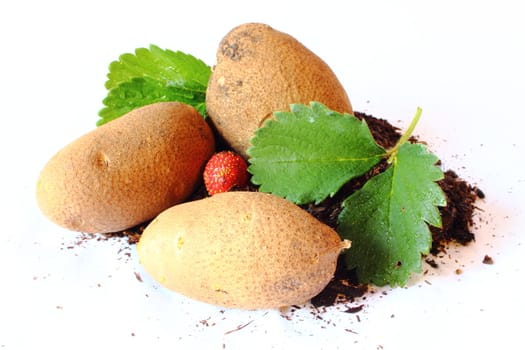 Strawberry plant with a pile of potatoes laying on a pile of dirt.