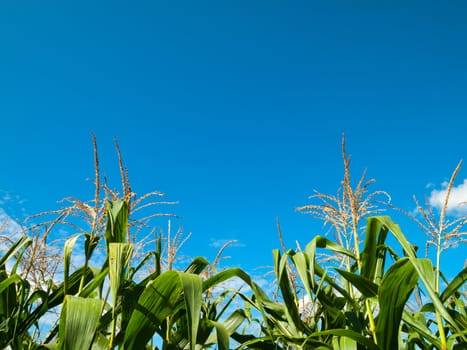 Corn tree green leaf and the bright sky