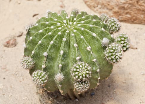 Cactus is a plant that needs very little water.