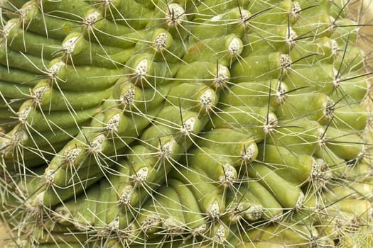 Cactus is a plant that needs very little water.