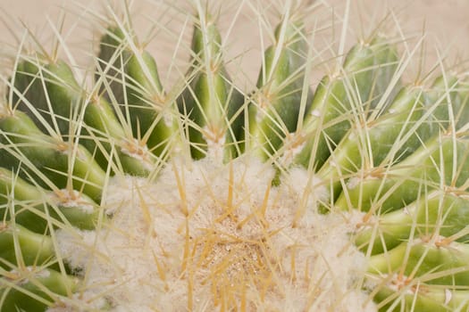 Cactus is a plant that needs very little water.