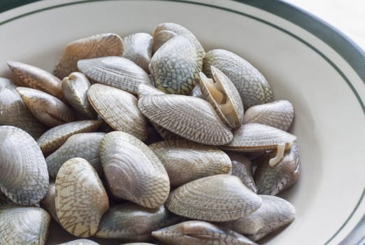 clams, seafood, used to make food such as soup or fried.