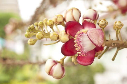 salavan flowers, flowers in the legendary birthplace of the Buddha.