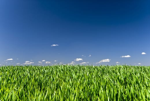 Blue sky with white clouds and green grass field