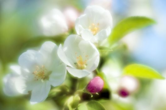 Apple-tree flowers close-up through monocle lens