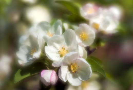 Apple-tree flowers close-up through monocle lens