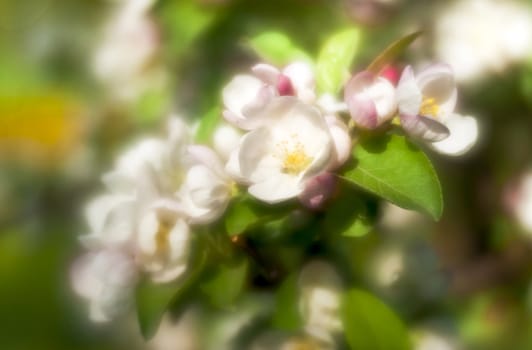 Apple-tree flowers close-up through monocle lens