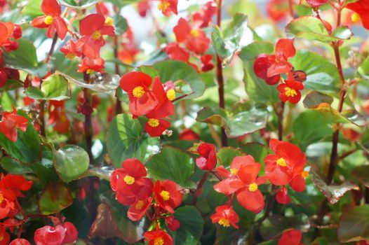 bright red flowers of begonia close-up background